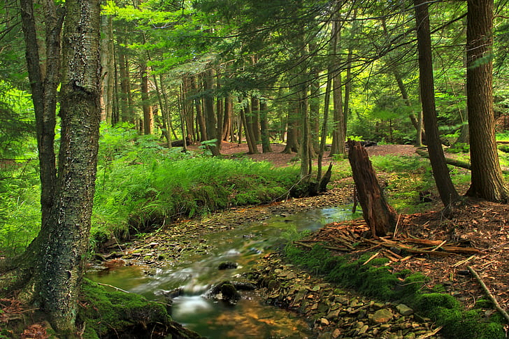 green forest trees during daytime, Streamside, green forest, trees, daytime, Pennsylvania, Lackawanna County, Pinchot State Forest, Lackawanna State Forest, Trail, Painter Creek, Poconos, hiking, stream, riparian, headwaters, forest, eastern hemlocks, Tsuga canadensis, palustrine, moss, rocks, summer, creative commons, nature, tree, landscape, leaf, outdoors, autumn, scenics, woodland, green Color, beauty In Nature, HD wallpaper