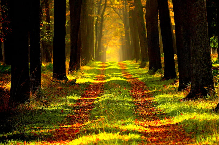 forest, autumn, path, fog, HD wallpaper