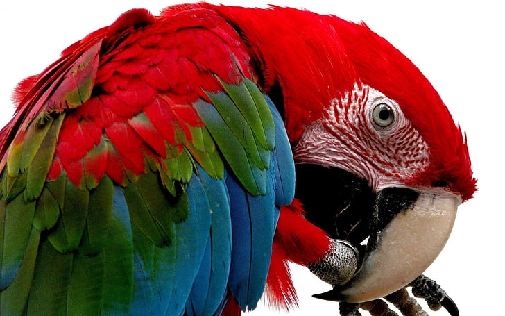 Vögel, Aras, Mehrfarben, Papageien, Scharlach, HD-Hintergrundbild