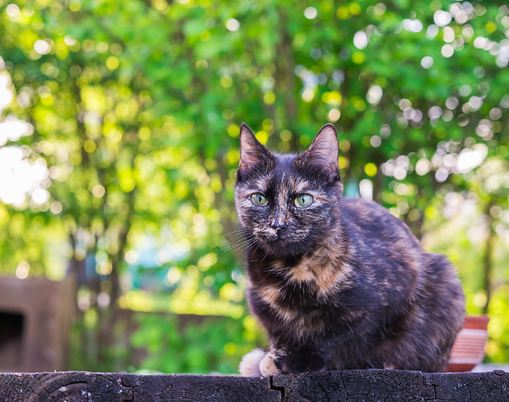 brown and black tortoiseshell cat, cat, spotted, sitting, outdoor, HD wallpaper