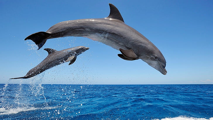 Дельфины прыгают в море, Дельфины, Прыжки, Море, HD обои