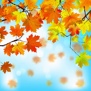 есенни листа, листа, фон, есен, клен, HD тапет HD wallpaper