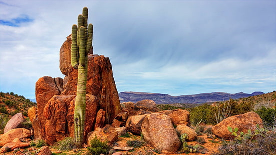 Desierto Saguaro, naturaleza, cactus, desiertos, rocas, naturaleza y paisajes., Fondo de pantalla HD HD wallpaper