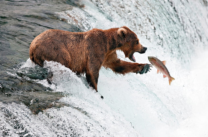 brown grizzly bear, bear, fish, waterfall, splashing, water, HD wallpaper