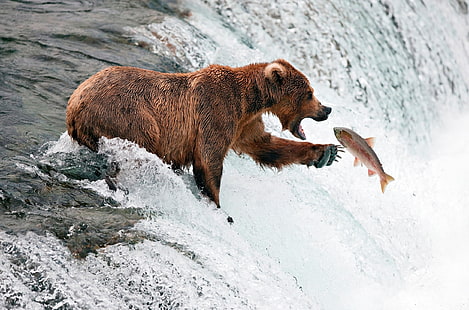 brązowy niedźwiedź grizzly, niedźwiedź, ryba, wodospad, pluskanie, woda, Tapety HD HD wallpaper