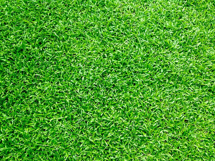 The Green Environment HD wallpapers free download | Wallpaperbetter