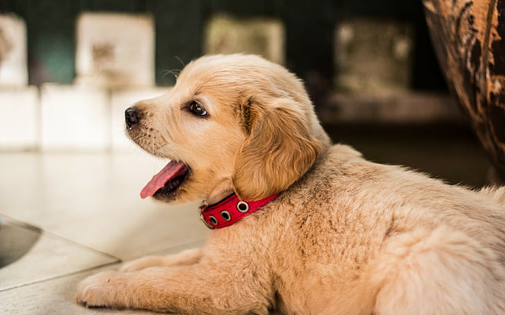 golden retriever, latar belakang anak anjing, berbaring, kerah, unduh 3840x2400 golden retriever, Wallpaper HD