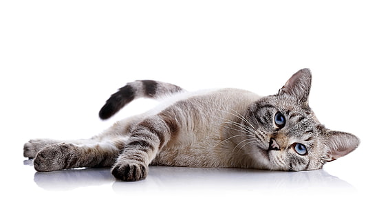 8k, sevimli hayvanlar, kedi, HD masaüstü duvar kağıdı HD wallpaper
