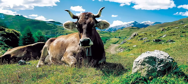 panoramas, animales, montañas, vaca, Fondo de pantalla HD