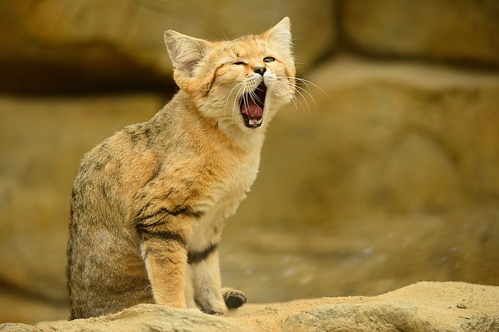 orange tabby cat, language, cat, look, yawns, sandy the cat, sand cat, HD wallpaper