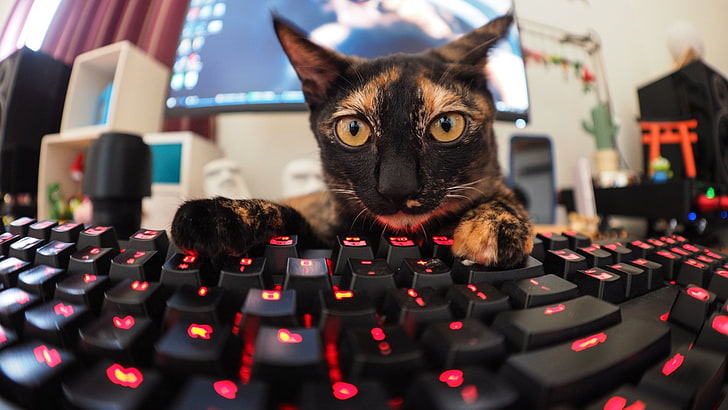Cats, Cat, Funny, Keyboard, Pet, Stare, HD wallpaper