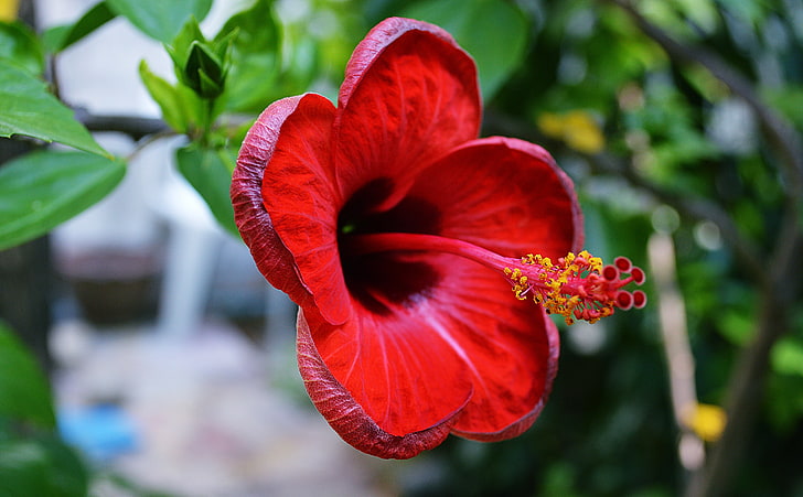 ชบา rosa-sinensis, ธรรมชาติ, ดอกไม้, วอลล์เปเปอร์ HD