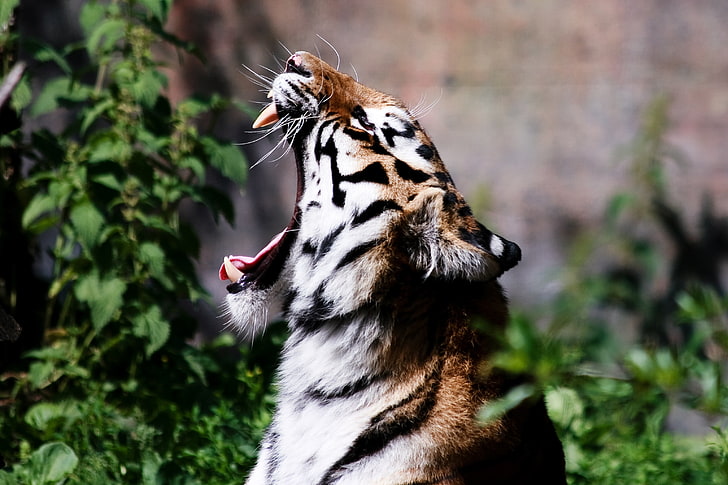 brown tiger, tiger, roar, HD wallpaper
