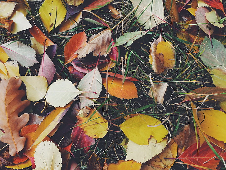 autumn, autumn colours, autumn leaves, grass, leaves, orange, yellow, HD wallpaper