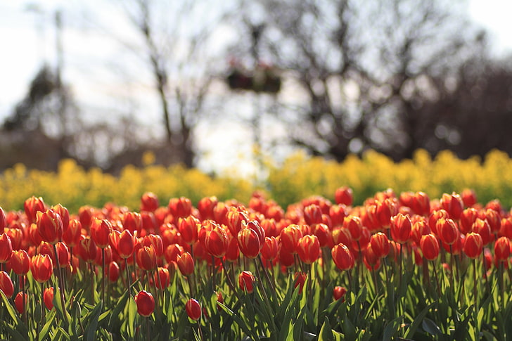 Difuminar, campo, flores, movimiento, rojo, tulipanes, amarillo, Fondo de  pantalla HD | Wallpaperbetter