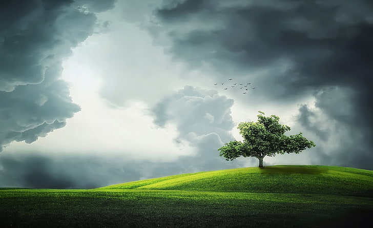 Einsamer Baum auf einem Hügel, grünblättriger Baum, Aero, Kreativ, Schön, Sommer, Grün, Gras, Baum, Erstaunlich, Sturm, Vögel, Wolken, Hügel, Einsamer, Atemberaubend, Einbaum, Einsamer Baum, Einbaum, HD-Hintergrundbild