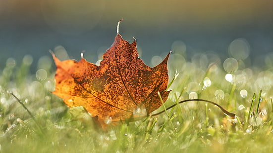 коричневый кленовый лист, природа, листья, кленовые листья, макро, капли воды, крупным планом, поле, трава, боке, осень, глубина резкости, HD обои HD wallpaper