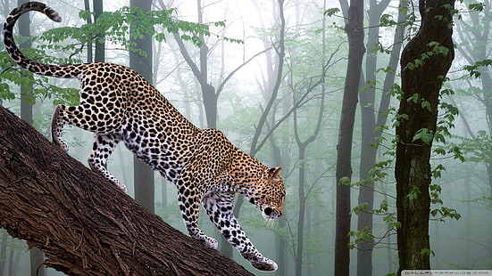 black and white leopard print textile, animals, nature, leopard, leopard (animal), HD wallpaper HD wallpaper