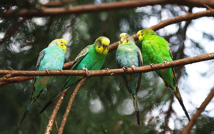 four green-and-blue love birds, parrot, bird, twig, twigs, HD wallpaper