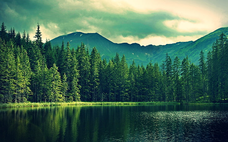 зеленые лиственные деревья и водоем, вода, природа, пейзаж, деревья, холмы, пруд, горы, озеро, HD обои