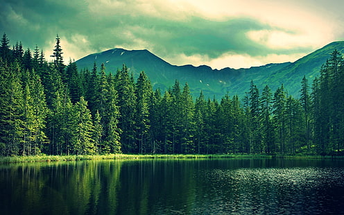 зеленые лиственные деревья и водоем, вода, природа, пейзаж, деревья, холмы, пруд, горы, озеро, HD обои HD wallpaper