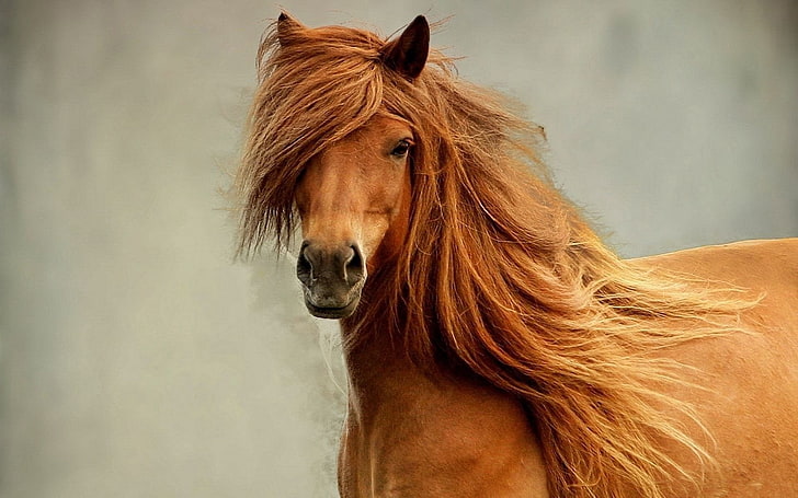 cavalo marrom, cavalo, juba, cabeça, olhos, HD papel de parede