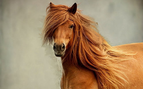коричневая лошадь, конь, грива, голова, глаза, HD обои HD wallpaper