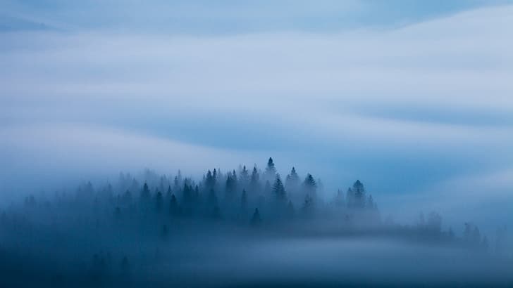 forest, blue, fog, morning, HD wallpaper