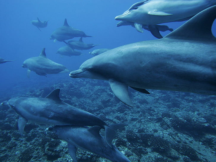 Ocean Monochrome Dolphins Underwater Sea Photo Gallery, fiskar, delfiner, galleri, monokrom, ocean, foto, under vattnet, HD tapet