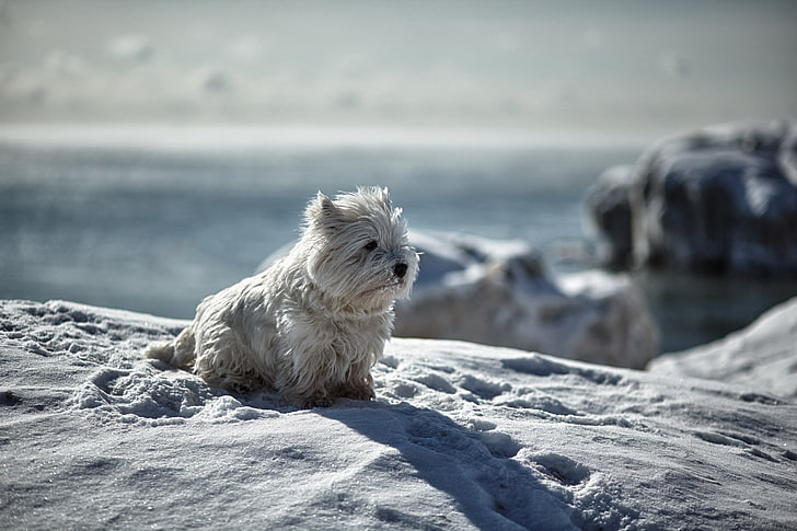 West Highland white terrier puppy, dog, snow, winter, playful, HD wallpaper