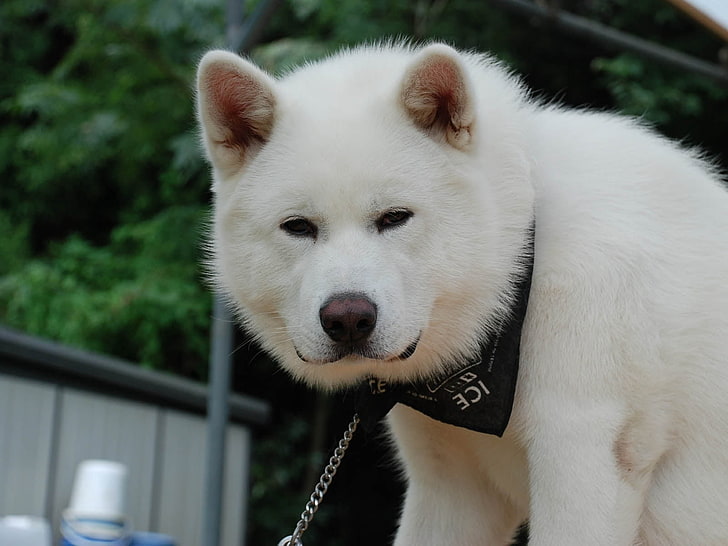 white Korean jindo dog, akita inu, dog, face, eyes, HD wallpaper