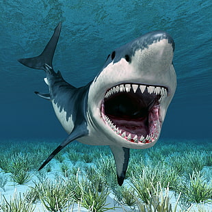 gran tiburón blanco, mar, algas, mandíbula, el fondo, tiburón, dientes, boca, debajo del agua, Fondo de pantalla HD HD wallpaper