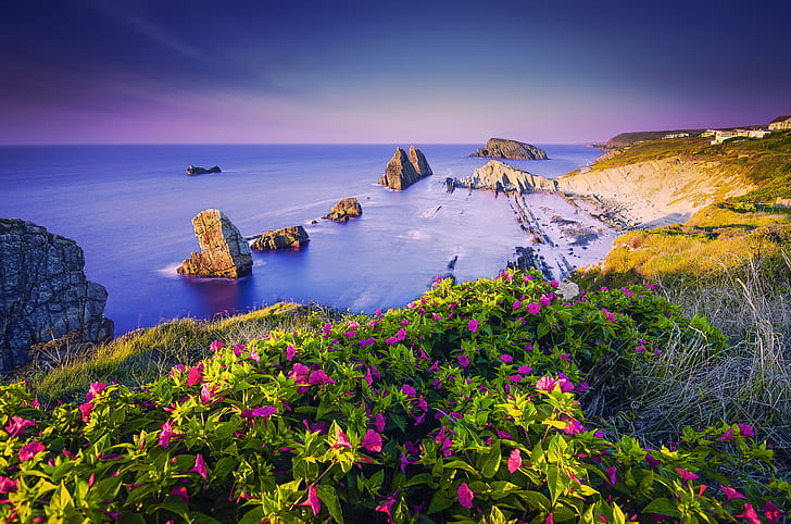 Coastline, Beach, Purple flowers, Rocks, Coast, HD wallpaper