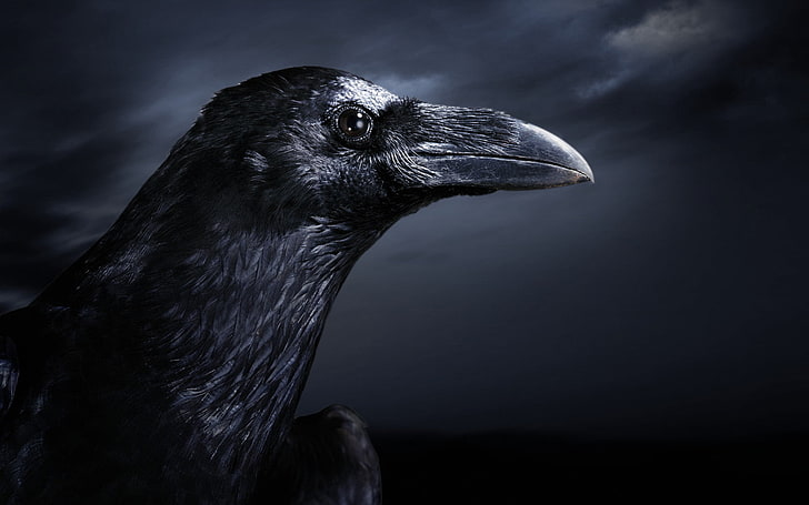black crow wallpaper, night, bird, Raven, HD wallpaper