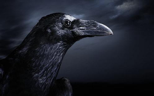 tapeta czarna wrona, noc, ptak, kruk, Tapety HD HD wallpaper
