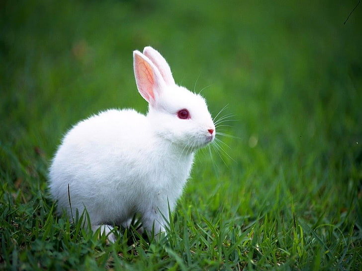 White Rabbit, white rabbit, Animals, Rabbit, white, grass, green, cute, HD  wallpaper | Wallpaperbetter