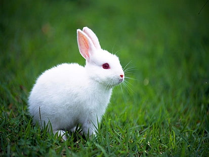 أرنب أبيض ، أرنب أبيض ، حيوانات ، أرنب ، أبيض ، عشب ، أخضر ، لطيف، خلفية HD HD wallpaper