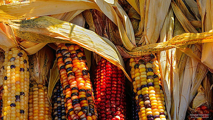 Seasonal Indian Corn, Holidays, HD wallpaper