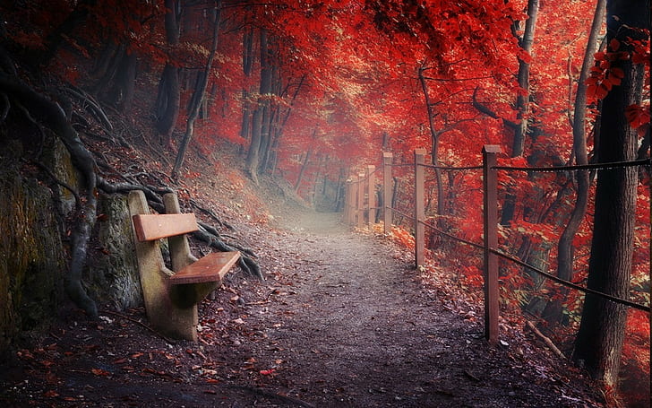nature landscape fall path bench fence forest roots mountain mist red, HD wallpaper