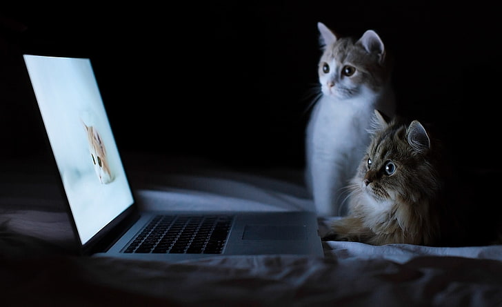 สำหรับแมวคอมพิวเตอร์แล็ปท็อปสีดำและสีเทาสัตว์สัตว์เลี้ยงอินเทอร์เน็ตแล็ปท็อปแมวตลกเท่านั้น, วอลล์เปเปอร์ HD