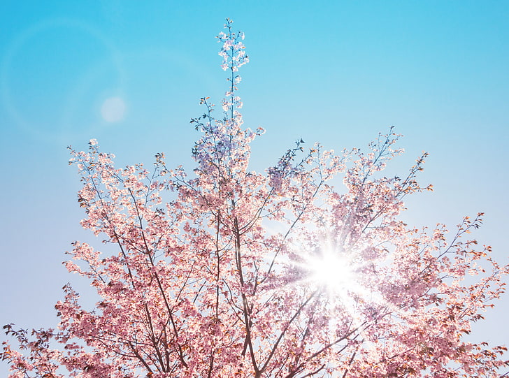 Spring Sunshine HD Wallpaper, árbol de hojas blancas, Estaciones, Primavera, Azul, Jardín, Rosa, Planta, Despertar, Flor, Florecer, Brote, rayo de sol, flora, Olor, flor de cerezo, cerezos japoneses, despertar la primavera, reflejos, brillo, Fondo de pantalla HD