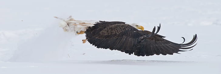орел, белоголовый орлан, полет, животные, птицы, профиль, природа, живая природа, снег, HD обои