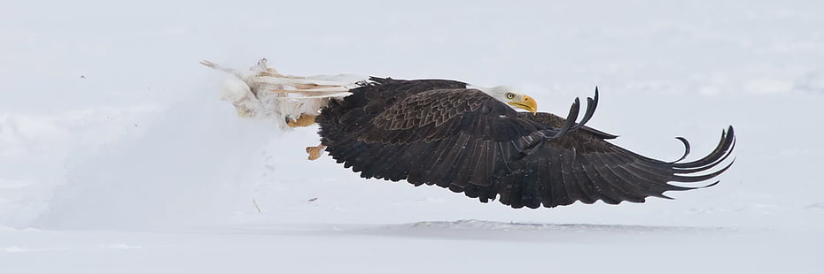 орел, плешив орел, летене, животни, птици, профил, природа, дива природа, сняг, HD тапет HD wallpaper
