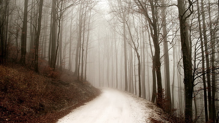 árboles con hojas, estaciones, invierno, camino, bosque, niebla, Fondo de pantalla HD