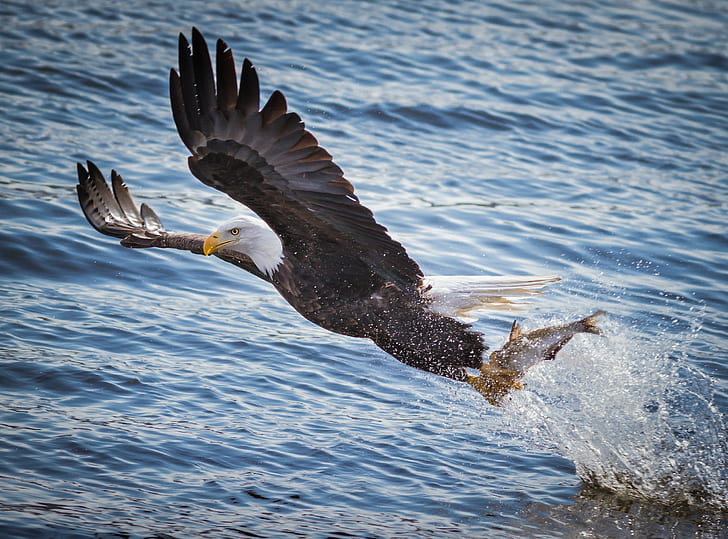 Bald eagle fishing, Bald eagle, Bird, predator, wings, flying, fishing, Fish, mining, water, river, Splash, HD wallpaper