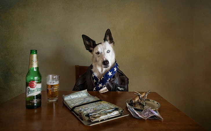kısa kaplamalı beyaz ve siyah köpek, hayvanlar, köpek, bira, HD masaüstü duvar kağıdı