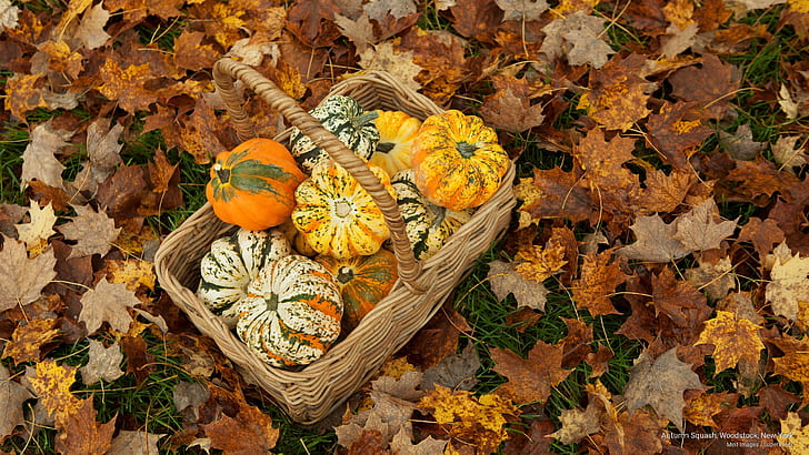 الخريف الاسكواش ، وودستوك ، نيويورك ، فال، خلفية HD