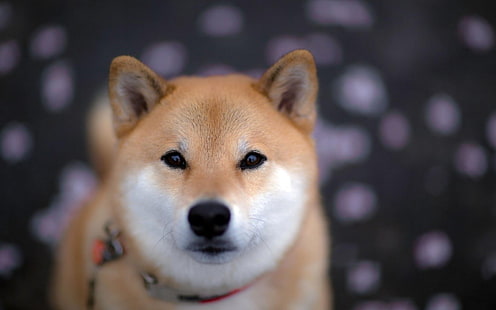 Shiba Inu, Hund, Säugetiere, Tiere, HD-Hintergrundbild HD wallpaper