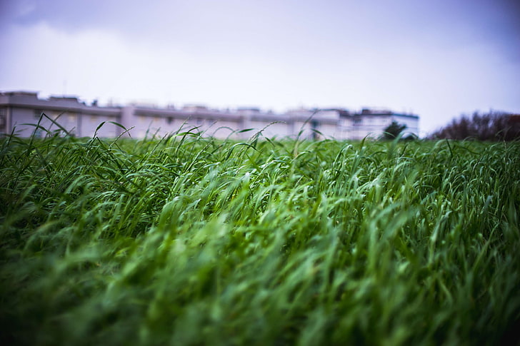 agriculture, blur, close up, field, focus, grass, ground, landscape, lawn, macro, pasture, rural, sky, wind, HD wallpaper