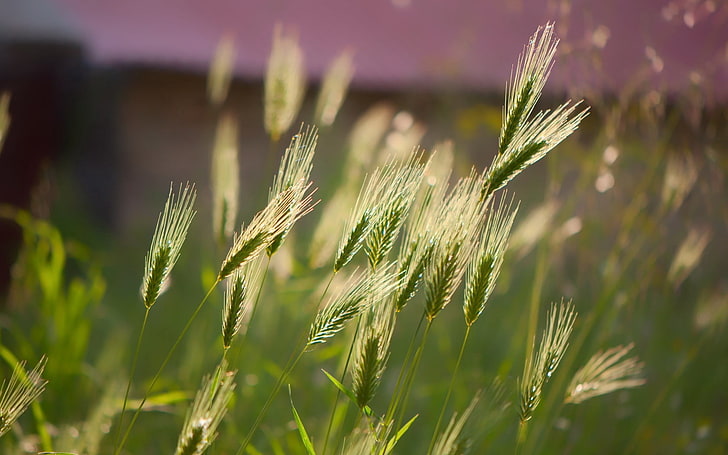 Grünpflanze, Ohren, Makro, kurze Schnurrbärte, Wind, HD-Hintergrundbild